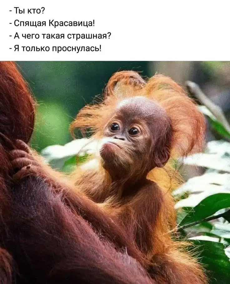 - Ты кто? - Спящая Красавица! - А чего такая страшная?