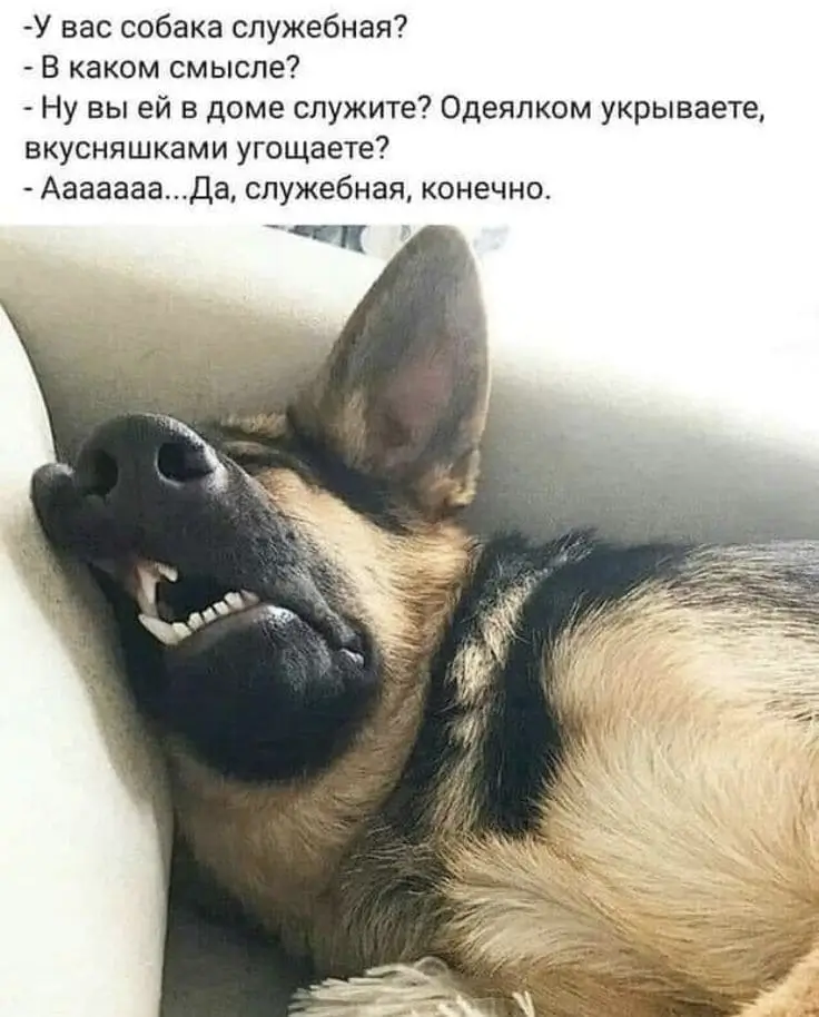 -У вас собака служебная? В каком смысле?