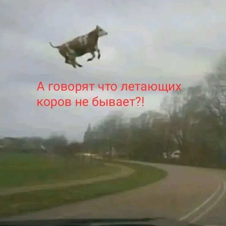 А говорят что летающих коров не бывает