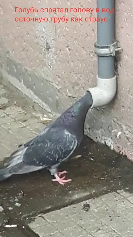 Голубь спрятал голову в водосточную трубу как страус