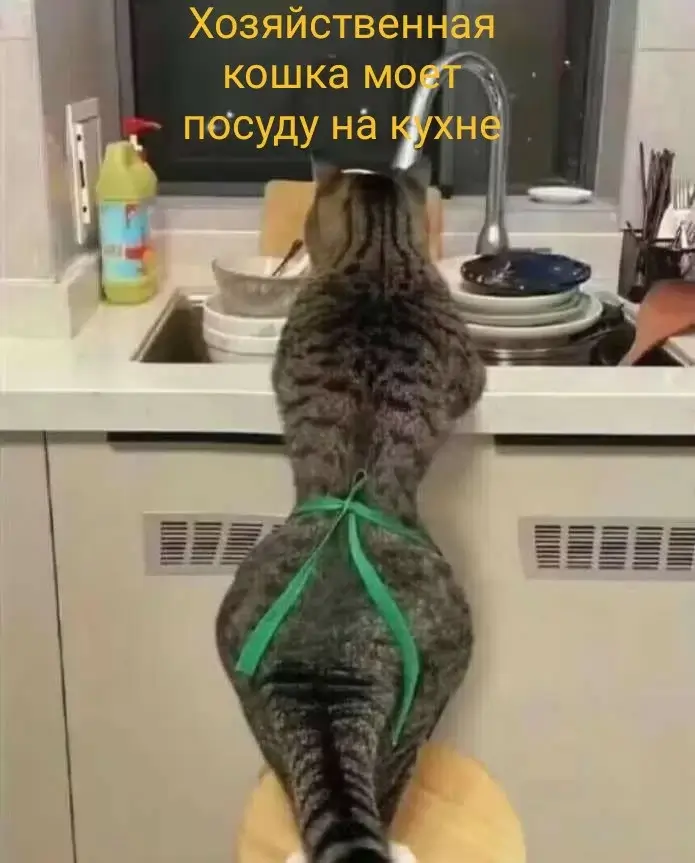 Хозяйственная кошка моет посуду на кухне