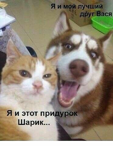 Я и мой лучший друг Вася Я и этот придурок Шарик...