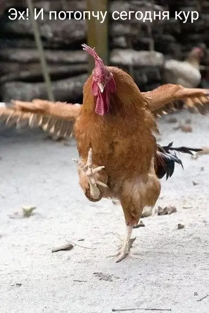 Эх! И потопчу сегодня кур