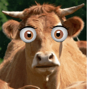 Это неправда, что все коровы с грустными глазами