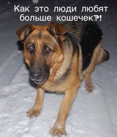 Как это люди любят больше кошечек?!