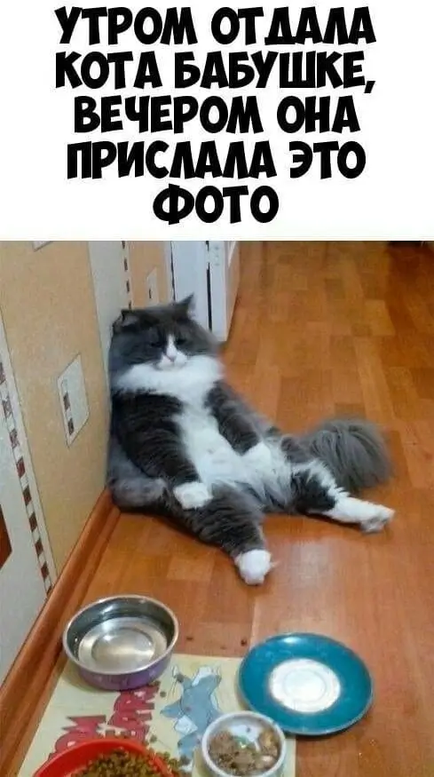 Вот что случилось, когда отдала кота бабушке