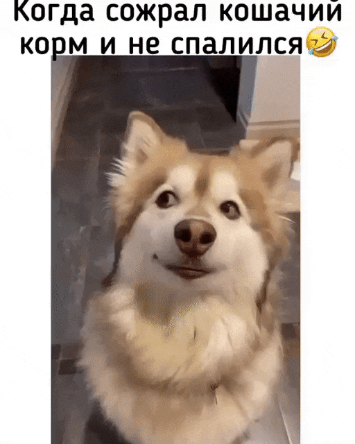 Когда сожрал кошачий корм и не спалился