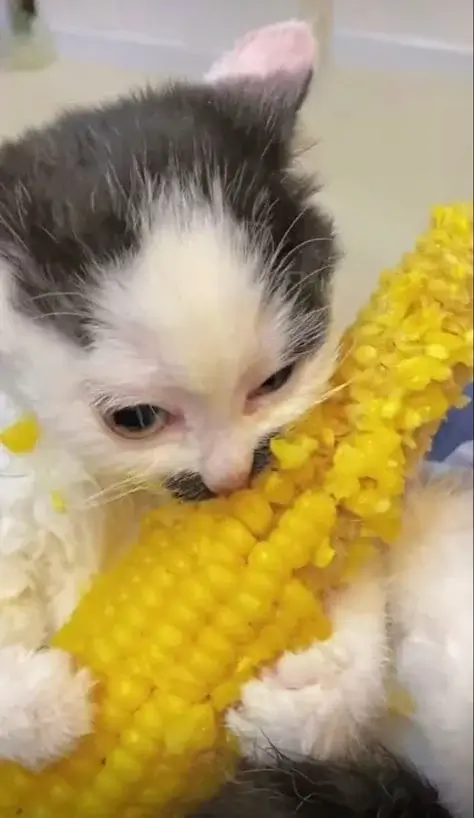 Когда жрать нечего, то и кукурузу погрызть можно