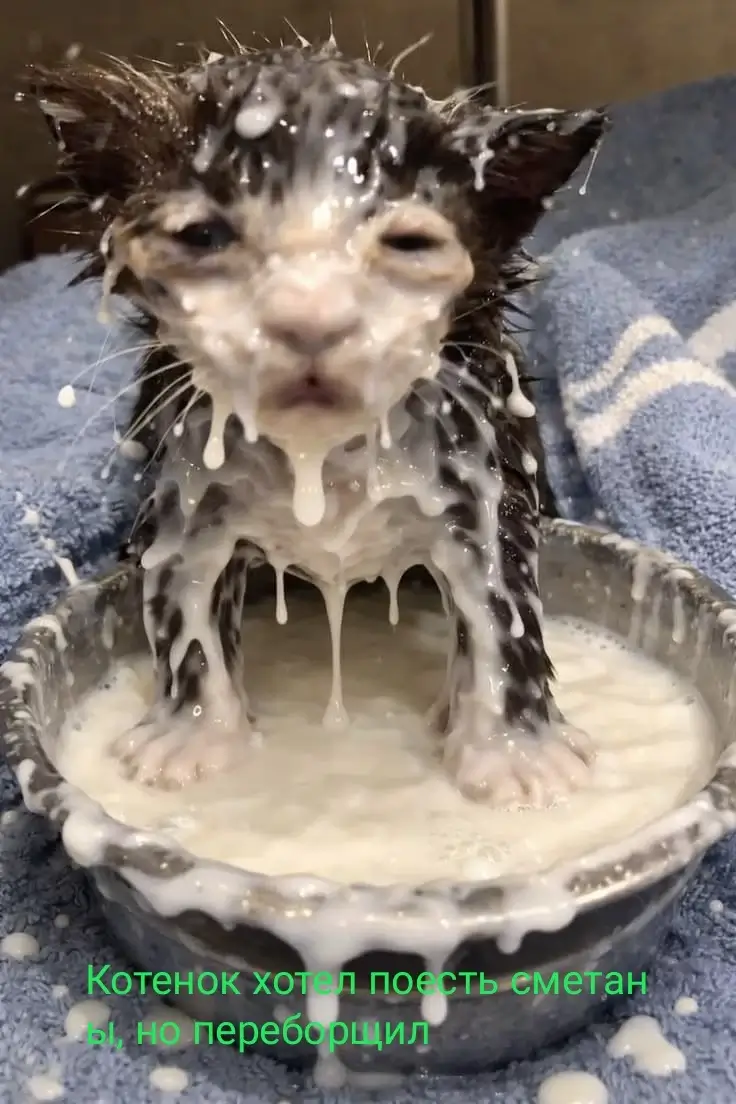 Котенок хотел поесть сметаны, но переборщил