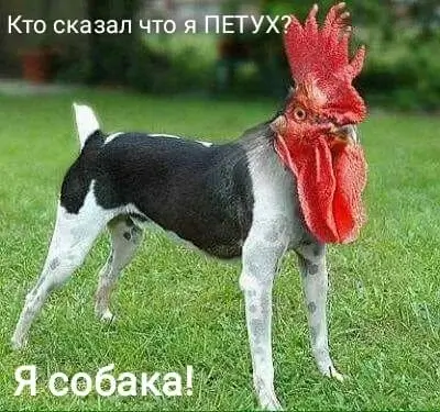 Кто сказал что я ПЕТУХ? Я собака!