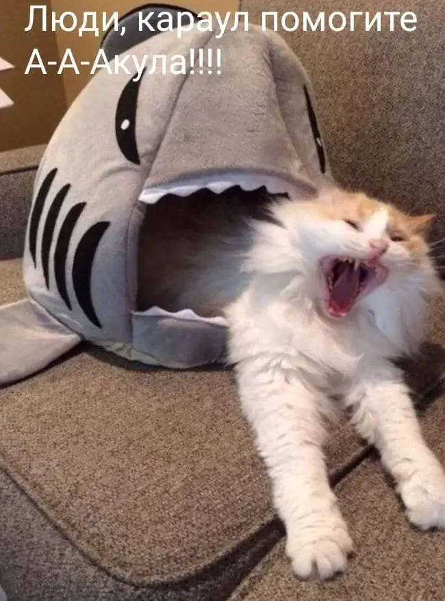 Люди, караул помогите А-А-Акула!!!!
