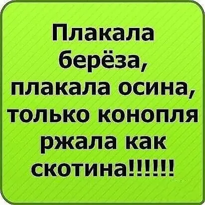 Плакала берёза, плакала осина, только конопля ржала как скотина!!!!!!