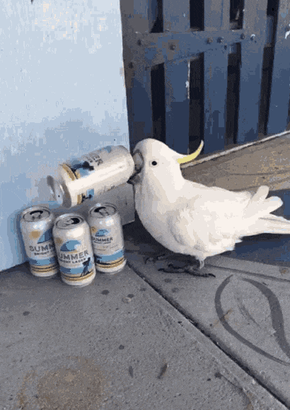 Попугай пьет пиво из банки