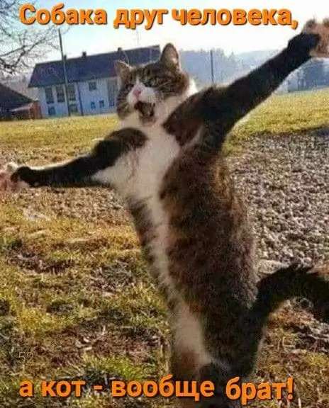 Собака друг человека, а кот - вообще брат!