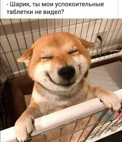 Собака съела успокоительное таблетки хозяина