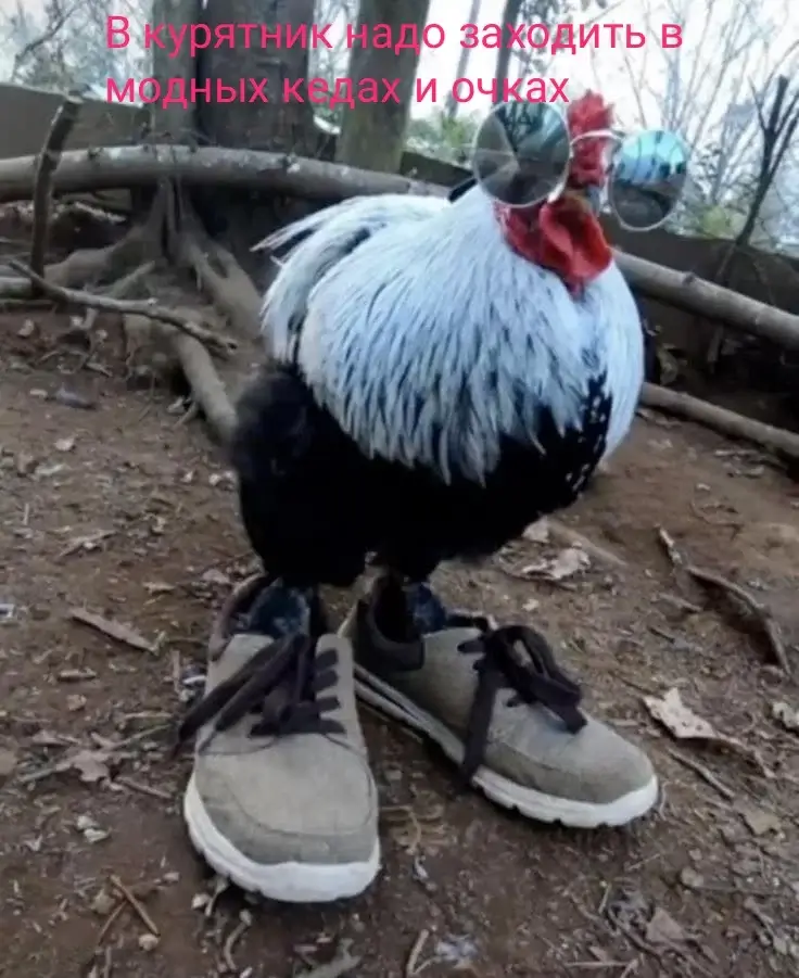 В курятник надо заходить в модных кедах и очках