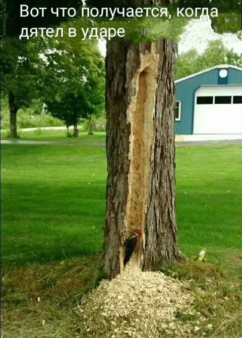 Вот что получается, когда дятел в ударе
