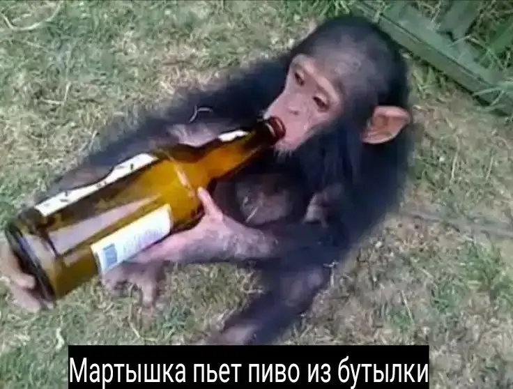 Мартышка пьет пиво из бутылки